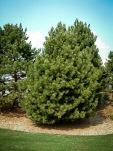 Сосна Чёрная (Pinus Nigra) купить по цене от 270.00р. в интернет-магазине «Посадика» с доставкой почтой в в Феодосияе и по всей России – [изображение №1].