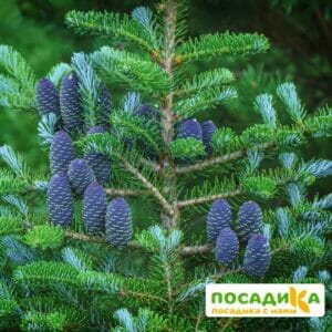 Пихта корейская (Abies koreana) купить по цене от 450.00р. в интернет-магазине «Посадика» с доставкой почтой в в Феодосияе и по всей России – [изображение №1].