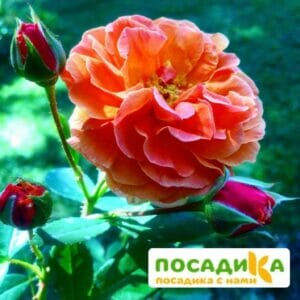 Роза Арабия купить по цене от 350.00р. в интернет-магазине «Посадика» с доставкой почтой в в Феодосияе и по всей России – [изображение №1].