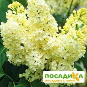 Сирень Примроуз (Primrose) купить по цене от 529.00р. в интернет-магазине «Посадика» с доставкой почтой в в Феодосияе и по всей России – [изображение №1].