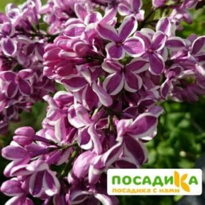 Сирень Сенсация купить по цене от 529.00р. в интернет-магазине «Посадика» с доставкой почтой в в Феодосияе и по всей России – [изображение №1].