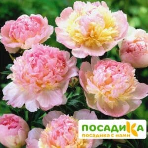 Пион Распберри Сандей (Paeonia Raspberry Sundae) купить по цене от 959р. в интернет-магазине «Посадика» с доставкой почтой в в Феодосияе и по всей России – [изображение №1].