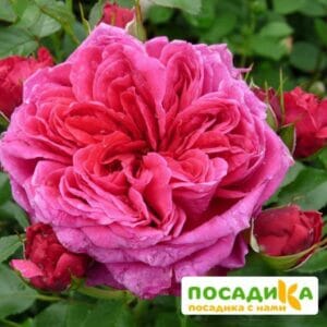 Шраб Роза Соул купить по цене от 390.00р. в интернет-магазине «Посадика» с доставкой почтой в в Феодосияе и по всей России – [изображение №1].
