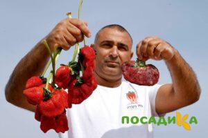 Клубника Гигант Джорнея купить по цене от 266р. в интернет-магазине «Посадика» с доставкой почтой в в Феодосияе и по всей России – [изображение №1].