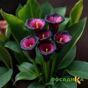Калла Аура Лейс купить по цене от 400р. в интернет-магазине «Посадика» с доставкой почтой в в Феодосияе и по всей России – [изображение №1].