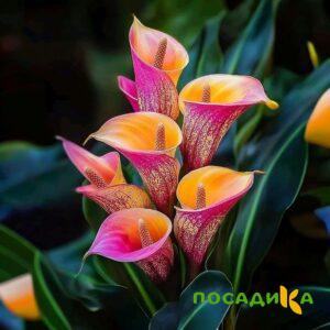 Калла Оникс купить по цене от 450р. в интернет-магазине «Посадика» с доставкой почтой в в Феодосияе и по всей России – [изображение №1].