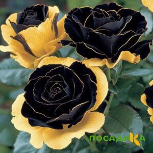 Роза Ханни Сикл купить по цене от 700р. в интернет-магазине «Посадика» с доставкой почтой в в Феодосияе и по всей России – [изображение №1].