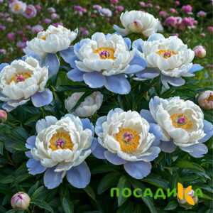 Пион акварельный Этюд купить по цене от 806р. в интернет-магазине «Посадика» с доставкой почтой в в Феодосияе и по всей России – [изображение №1].