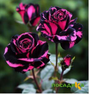 Роза Багровый Шепот купить по цене от 366р. в интернет-магазине «Посадика» с доставкой почтой в в Феодосияе и по всей России – [изображение №1].