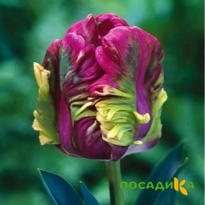 Тюльпан Экзотик Хэвен купить по цене от 186р. в интернет-магазине «Посадика» с доставкой почтой в в Феодосияе и по всей России – [изображение №1].