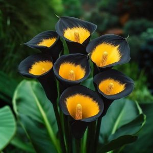 Калла Легато купить по цене от 620р. в интернет-магазине «Посадика» с доставкой почтой в в Феодосияе и по всей России – [изображение №1].