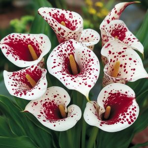 Калла Эмпайр купить по цене от 302р. в интернет-магазине «Посадика» с доставкой почтой в в Феодосияе и по всей России – [изображение №1].