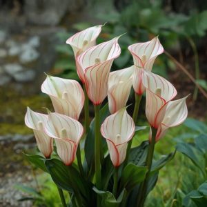 Калла Глейшер купить по цене от 299р. в интернет-магазине «Посадика» с доставкой почтой в в Феодосияе и по всей России – [изображение №1].