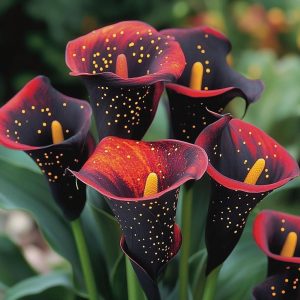 Калла Нуар купить по цене от 299р. в интернет-магазине «Посадика» с доставкой почтой в в Феодосияе и по всей России – [изображение №1].