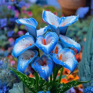 Калла Портрейт купить по цене от 292р. в интернет-магазине «Посадика» с доставкой почтой в в Феодосияе и по всей России – [изображение №1].