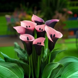 Калла Энигма купить по цене от 291р. в интернет-магазине «Посадика» с доставкой почтой в в Феодосияе и по всей России – [изображение №1].