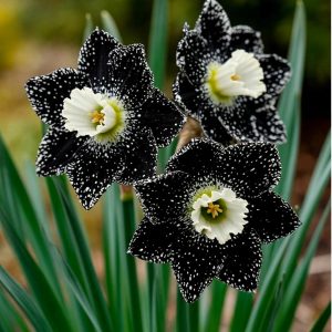 Нарцисс Кассата купить по цене от 372р. в интернет-магазине «Посадика» с доставкой почтой в в Феодосияе и по всей России – [изображение №1].