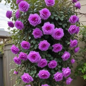 Роза Мистик Уайт купить по цене от 620р. в интернет-магазине «Посадика» с доставкой почтой в в Феодосияе и по всей России – [изображение №1].