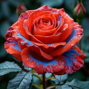 Роза Сикрет Гарден купить по цене от 619р. в интернет-магазине «Посадика» с доставкой почтой в в Феодосияе и по всей России – [изображение №1].