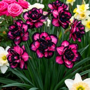 Нарцисс Золотая Корона купить по цене от 2000р. в интернет-магазине «Посадика» с доставкой почтой в в Феодосияе и по всей России – [изображение №1].