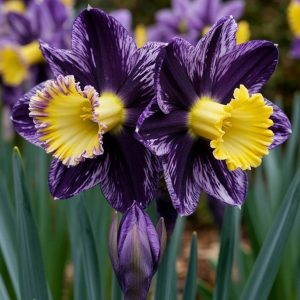 Нарцисс Акропоис купить по цене от 382р. в интернет-магазине «Посадика» с доставкой почтой в в Феодосияе и по всей России – [изображение №1].