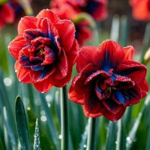 Нарцисс Эрличе купить по цене от 386р. в интернет-магазине «Посадика» с доставкой почтой в в Феодосияе и по всей России – [изображение №1].