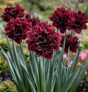 Нарцисс Малиновая Вуаль купить по цене от 3000р. в интернет-магазине «Посадика» с доставкой почтой в в Феодосияе и по всей России – [изображение №1].