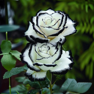 Роза Силк Ивин купить по цене от 319р. в интернет-магазине «Посадика» с доставкой почтой в в Феодосияе и по всей России – [изображение №1].