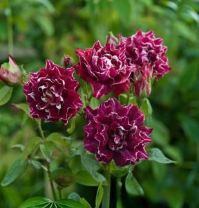 Роза Опаловый Пейзаж купить по цене от 490р. в интернет-магазине «Посадика» с доставкой почтой в в Феодосияе и по всей России – [изображение №1].