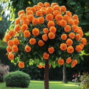 Роза Солнечный Шарм купить по цене от 349р. в интернет-магазине «Посадика» с доставкой почтой в в Феодосияе и по всей России – [изображение №1].