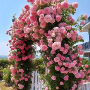 Роза Пастель Розе купить по цене от 605р. в интернет-магазине «Посадика» с доставкой почтой в в Феодосияе и по всей России – [изображение №1].