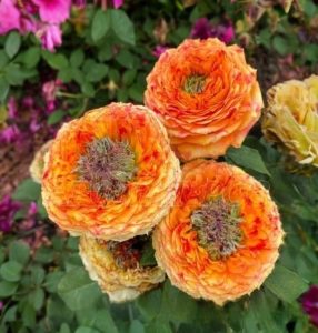 Роза Золотой Мираж купить по цене от 420р. в интернет-магазине «Посадика» с доставкой почтой в в Феодосияе и по всей России – [изображение №1].