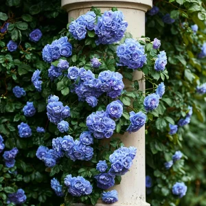 Роза плетистая Блю Перпл купить по цене от 540р. в интернет-магазине «Посадика» с доставкой почтой в в Феодосияе и по всей России – [изображение №1].